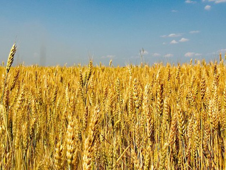 С начала этого года украинские аграрии экспортировали 1,4 миллиона тонн зерновых