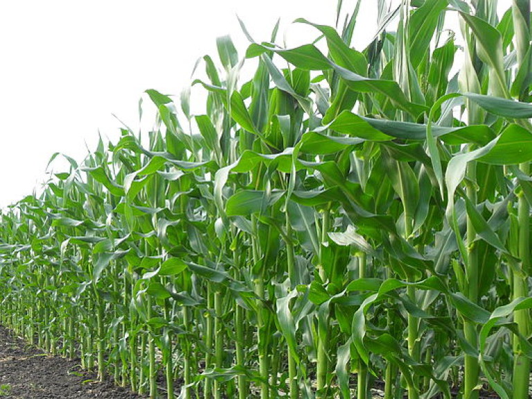 В Украине из-за дождливой погоды поднялись оптовые цены на кукурузу нового урожая