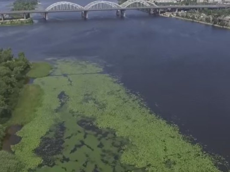 Эксперт рассказала о вреде водорослей в киевских водоемах