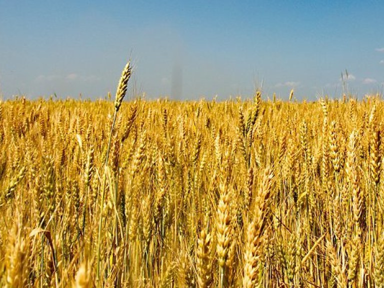 Украинские аграрии уже собрали 31 млн тонн зерновых