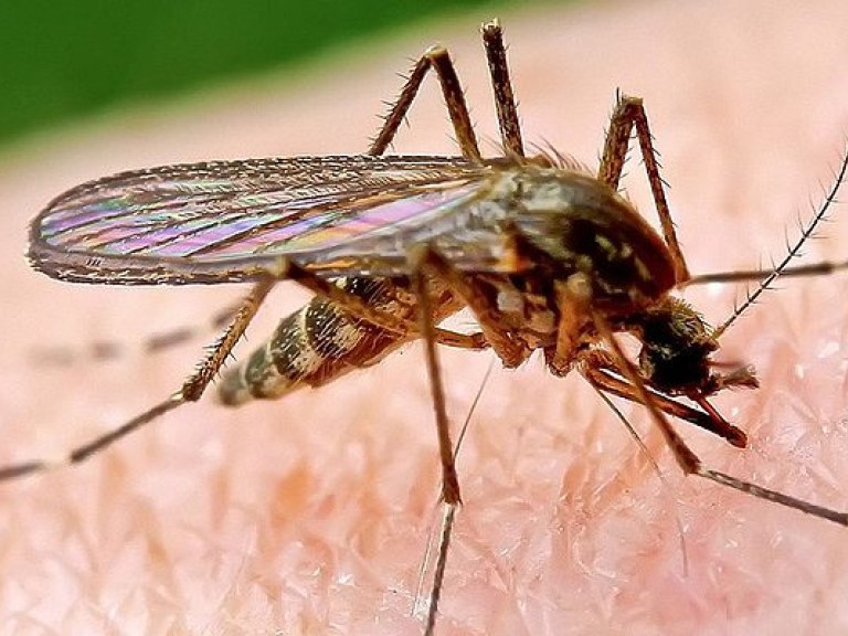 Власти Флориды взялись за комаров–переносчиков вируса Зика