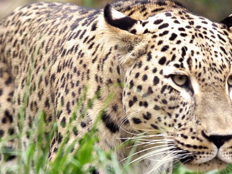 Спасатели достали леопарда из 18-метрового колодца (ВИДЕО)
