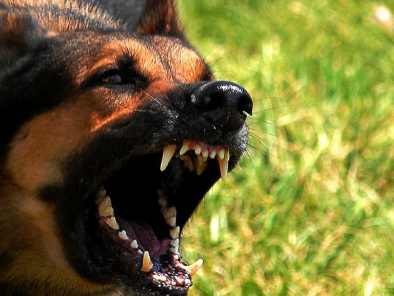 В Киеве собака напала на пенсионера