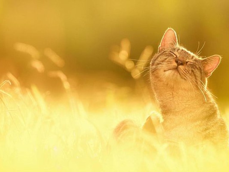 Синоптик: Украину ждет похолодание (КАРТА)