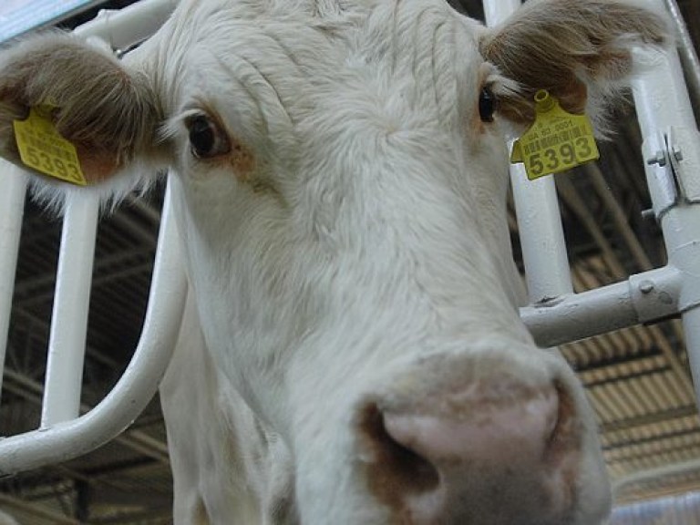 В Украине в июле поголовье скота сократилось на 2,6%