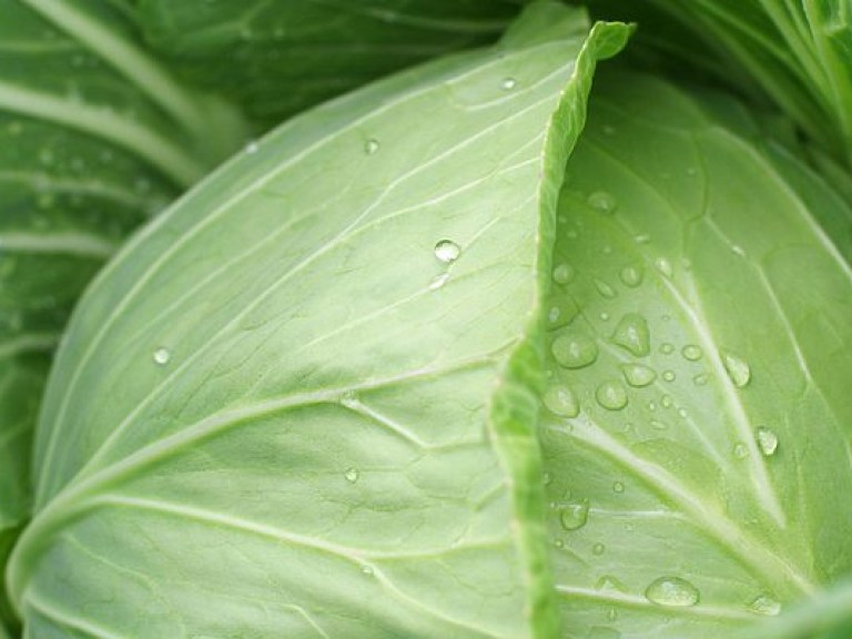 Диетолог: Свежая капуста поможет «сжечь» жировые отложения