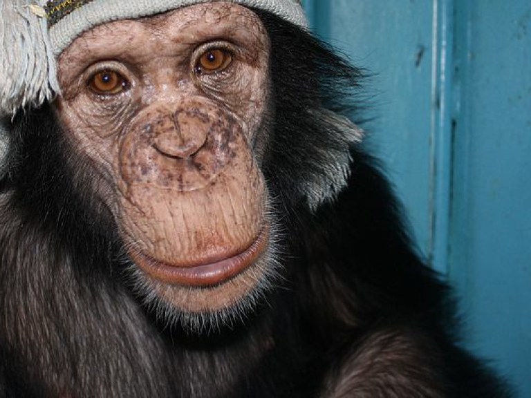 В зоопарке Мариуполя обезьяна откусила палец 7-месячному ребенку