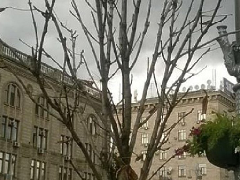 В Киеве на Крещатике засохли каштаны, которые высадили под видом элитного сорта &#171;Бриоти&#187; (ФОТО)