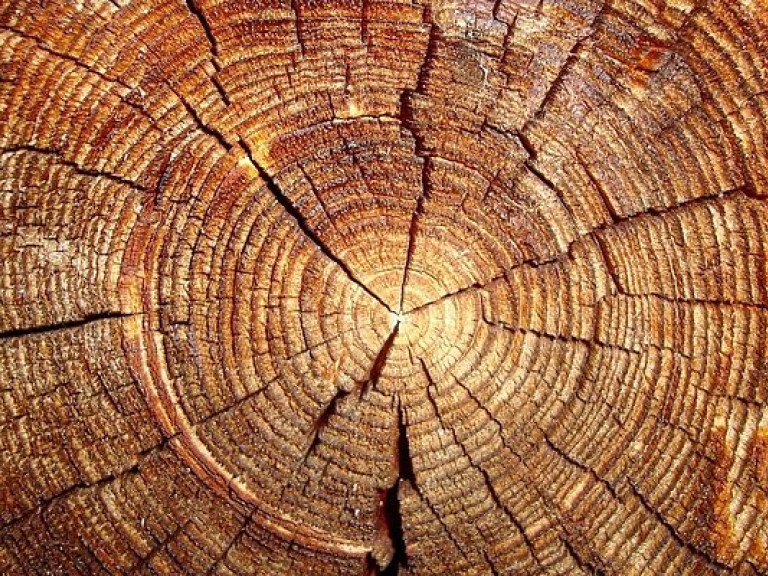 Древесина старых деревьев скрывает следы астрономических событий — исследование