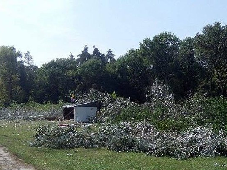 В Киеве ночью уничтожили часть Голосеевского парка ради заправки (ФОТО)