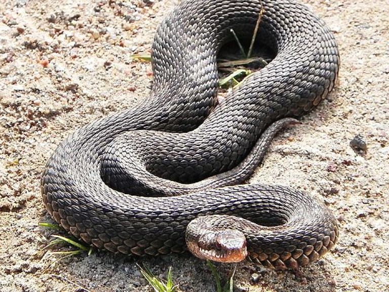 На Прикарпатье змея напала на мужчину