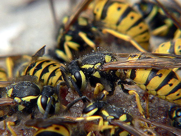 Осы жалят при признаках опасности, а пчел раздражает резкий запах пота &#8212; медик