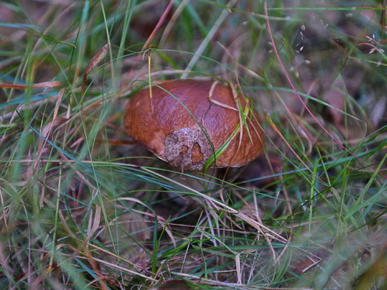 Врач: отравиться можно даже съедобными грибами
