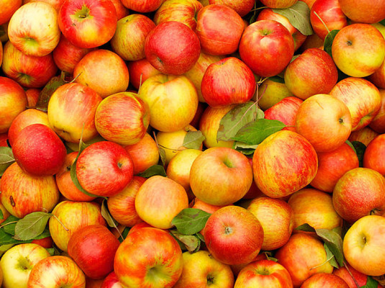 Эксперт: чтобы надолго сохранить урожай яблок, нужно постоянно измерять температуру и перебирать плоды