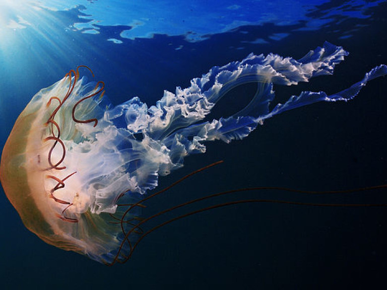 Физики создали лазер, используя белки медуз