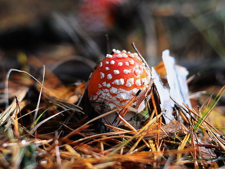 13-летний мальчик отравился грибами на Прикарпатье