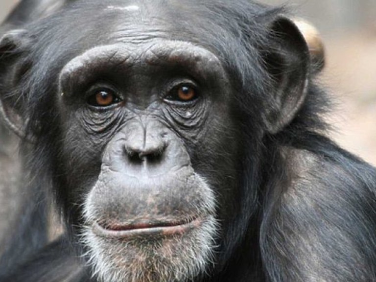Шимпанзе оказались еще более похожи на людей, чем считалось ранее