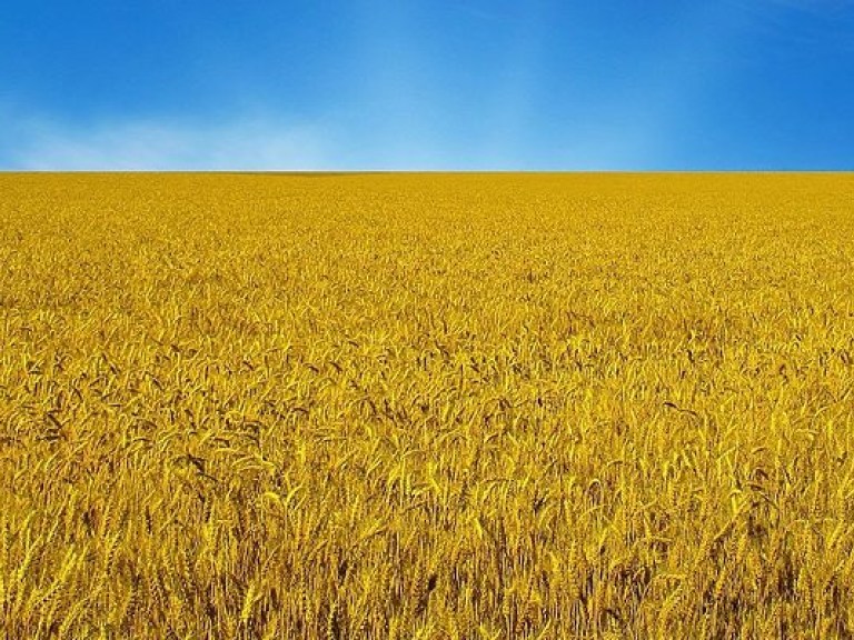 Удешевление зерна на мировых рынках сократит доход украинских фермеров на 15% &#8212; эксперт