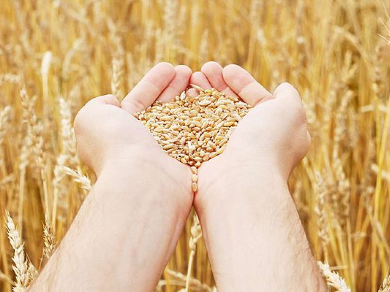 Экономист: В Украине возможен дефицит зерна, из-за повышения экспорта злаков за границу