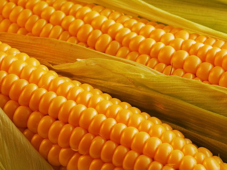 В августе урожайность кукурузы составила 3,32 тонны с гектара