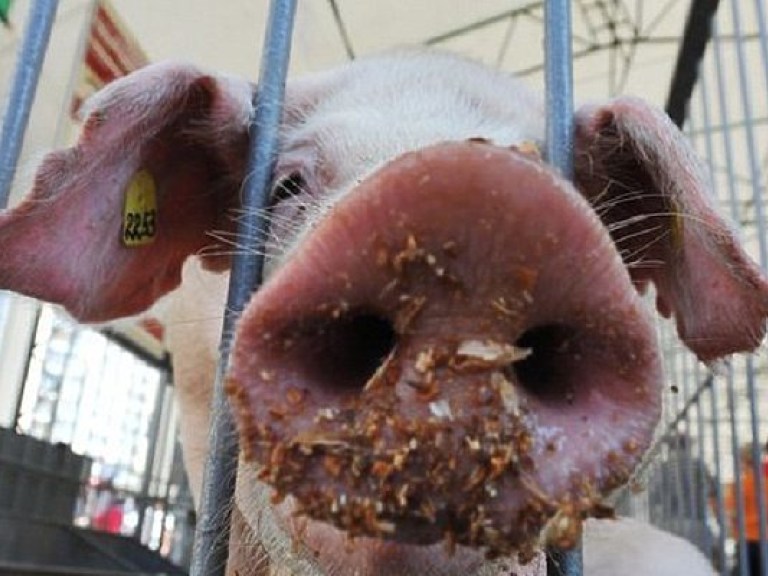 Африканская чума свиней стала причиной отказа Беларуси от украинского мяса