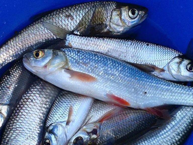 Госрыбагентство проводит массовое увольнение региональных руководителей рыбоохраны