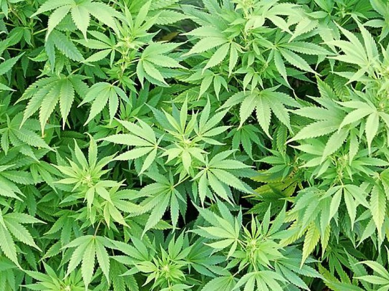 Полиция изъяла 20 килограмм марихуаны у иностранца в Житомирской области (ФОТО)