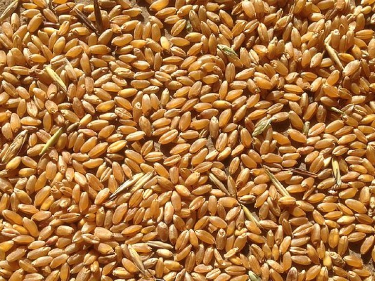 Экспорт зерна в 2016 составит почти 40 миллионов тонн – глава Минагрополитики