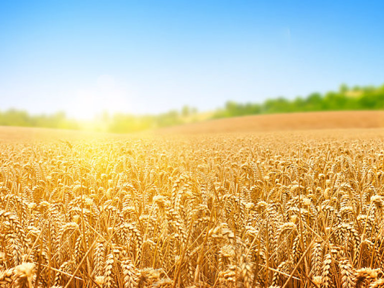 Минагропрод прокомментировал отказ Египта от украинской пшеницы