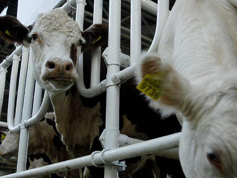За год в Украине поголовье крупного рогатого скота сократилось на 2,6% &#8212; Госстат