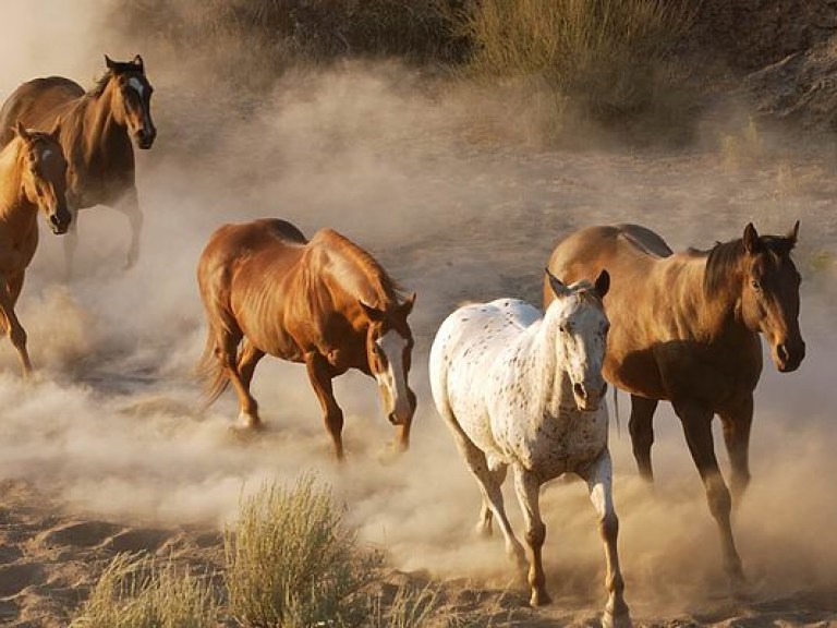 В США решили убить 45 тысяч диких лошадей для расширения пастбищ