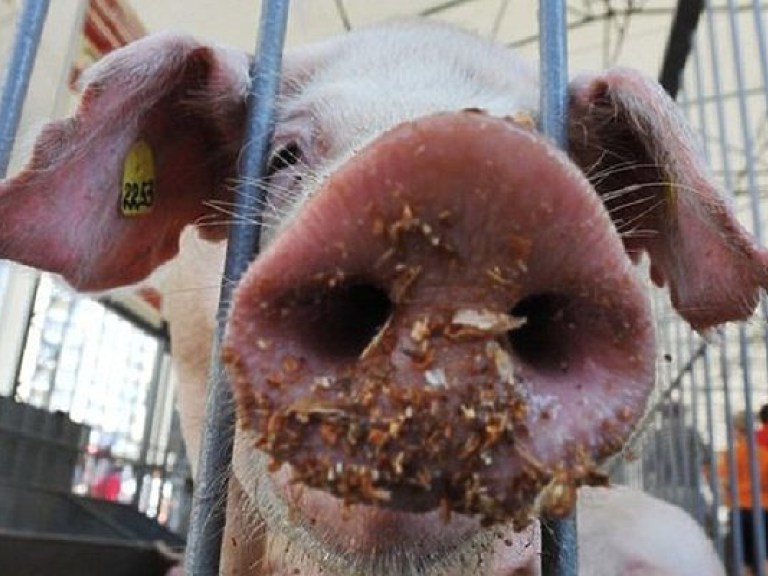 В Харьковской области зафиксировали очередную вспышку чумы свиней