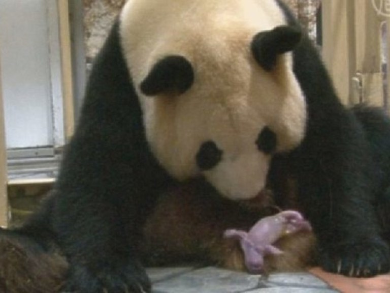 В Японии панда Раухин родила в восьмой раз (ФОТО)