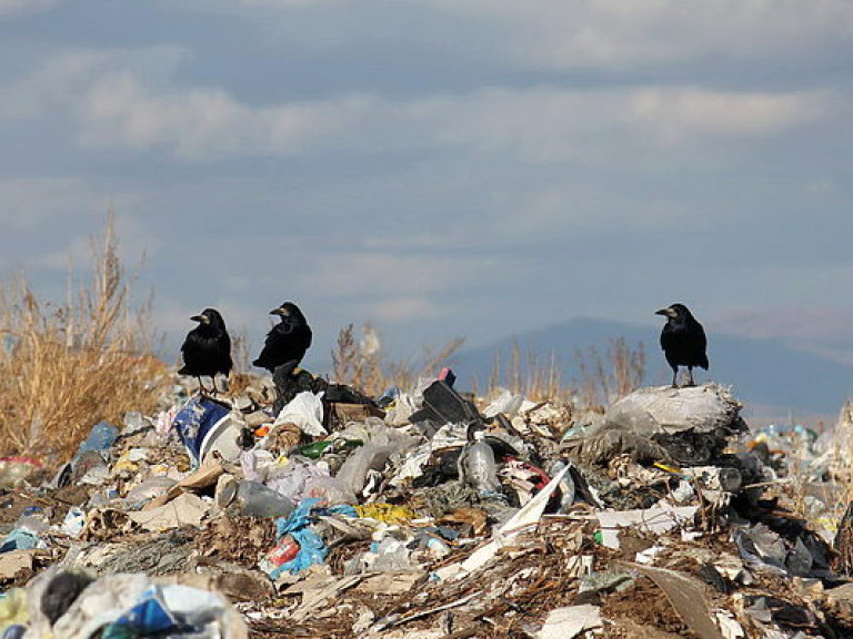 Во Львове в некоторых районах мусор не вывозили по 10 дней (ФОТО)