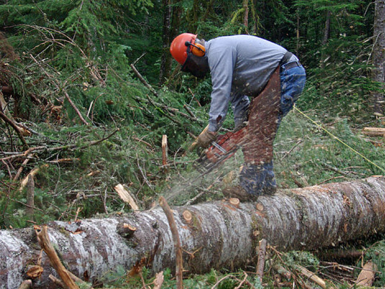 Руководители нацпарков и заповедников будут отчитываться о планах рубки деревьев