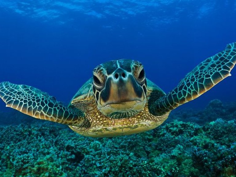 Огромная черепаха атаковала британского дайвера у берегов Греции (ВИДЕО)
