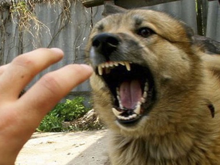 В Ровенской области зафиксировали третий за месяц случай нападения бешеных собак на людей
