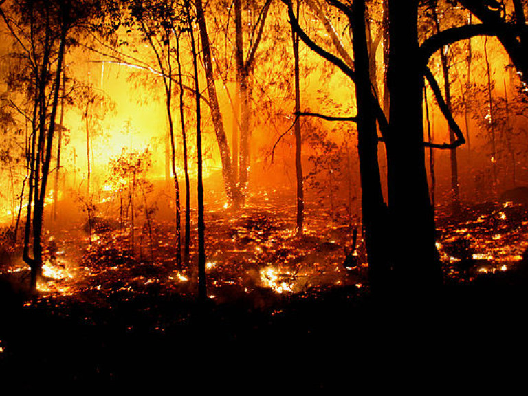 В Сибири сгорело около двух миллионов гектаров леса