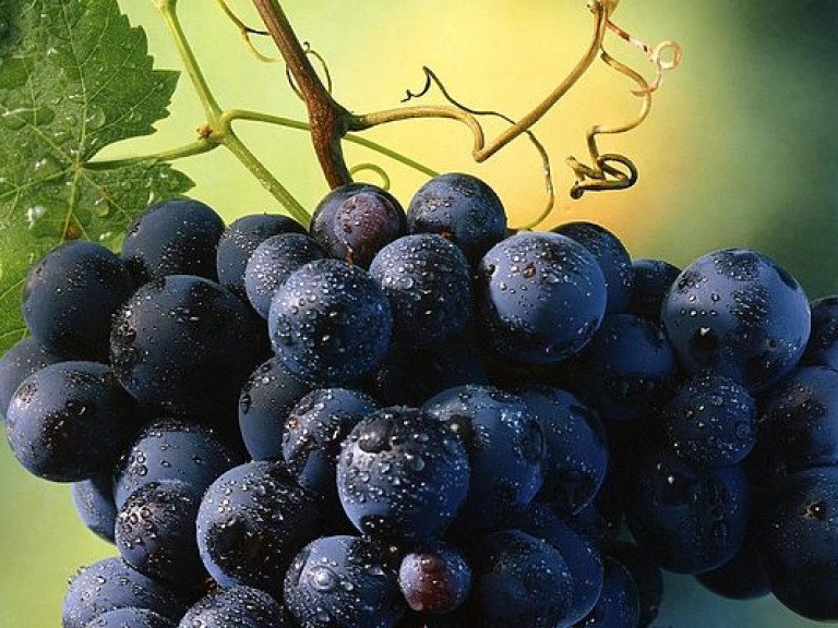Темный виноград защищает от кариеса — медики