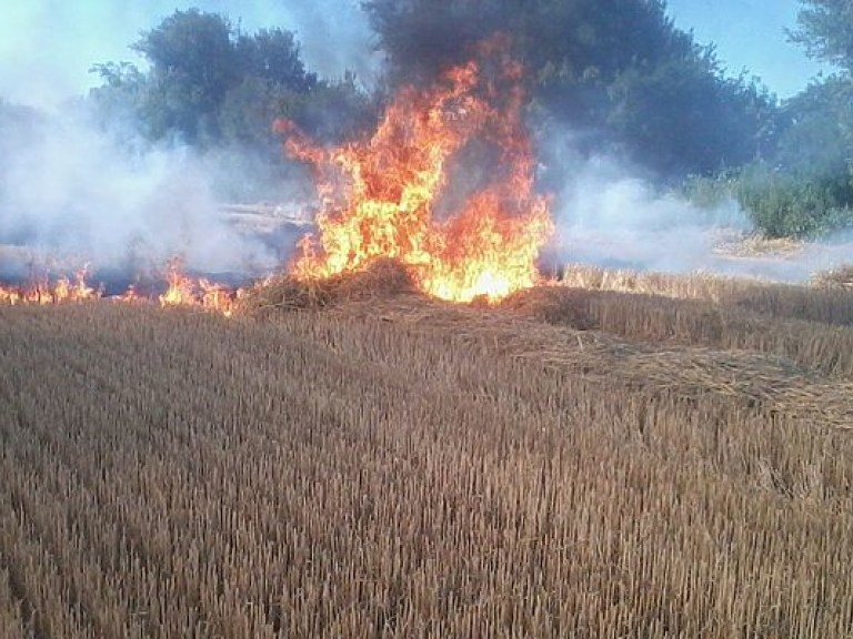 На Киевщине горела трава