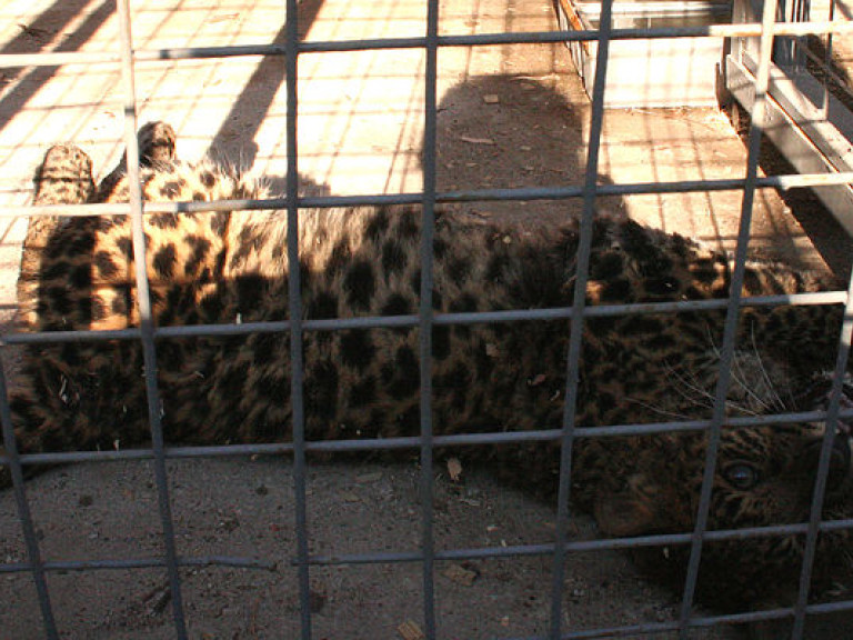 Леопард из мариупольского зоопарка совершил побег  (ВИДЕО)