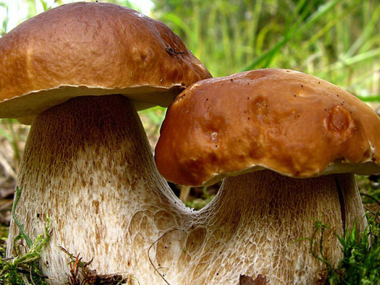 «Звездная» грибная диета неэффективна — медики