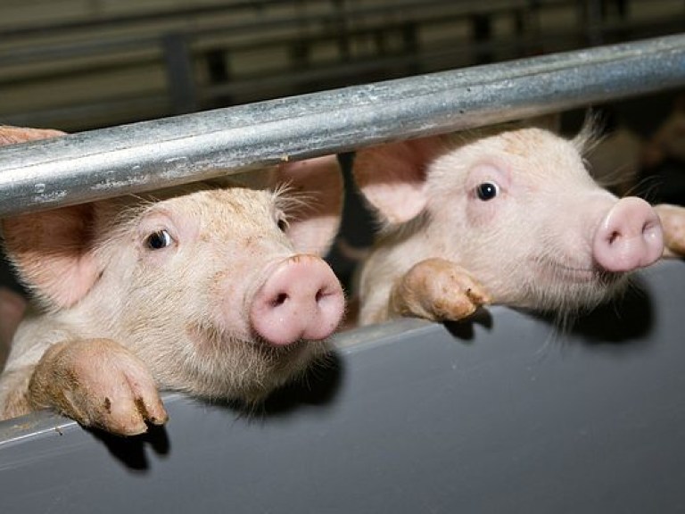 Румыния ввела запрет на украинскую свинину