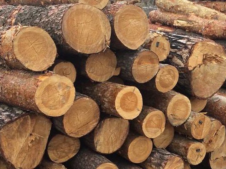 Год моратория на экспорт леса-кругляка поднял украинский деревпром на 15% &#8212; эколог