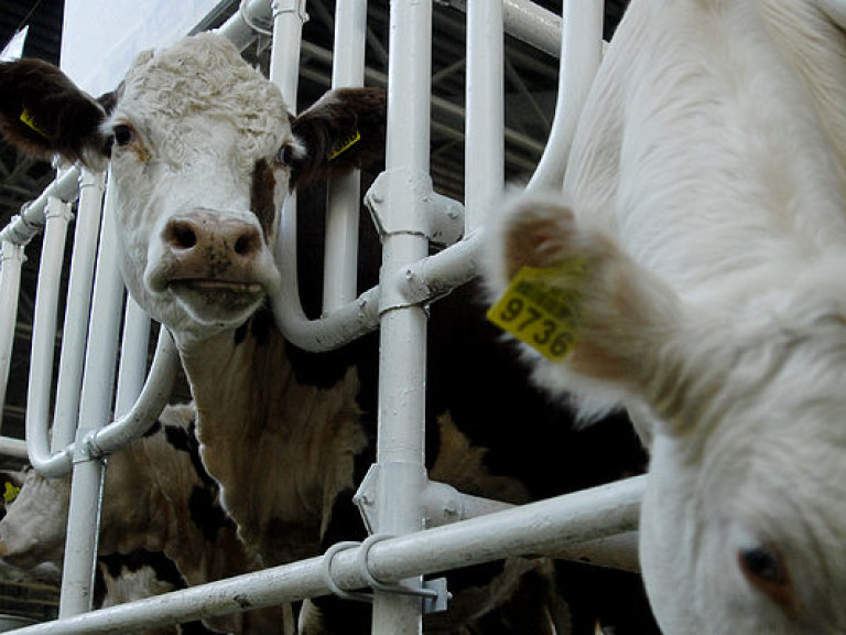 Поголовье крупного рогатого скота сокращается из-за дороговизны кормов – эксперт