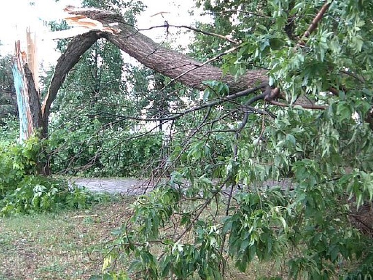 Дерево упало на девушку в результате сильного ветра в Винницкой области