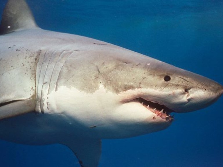 Огромная акула атаковала туристический катер в водах Тихого океана (ВИДЕО)