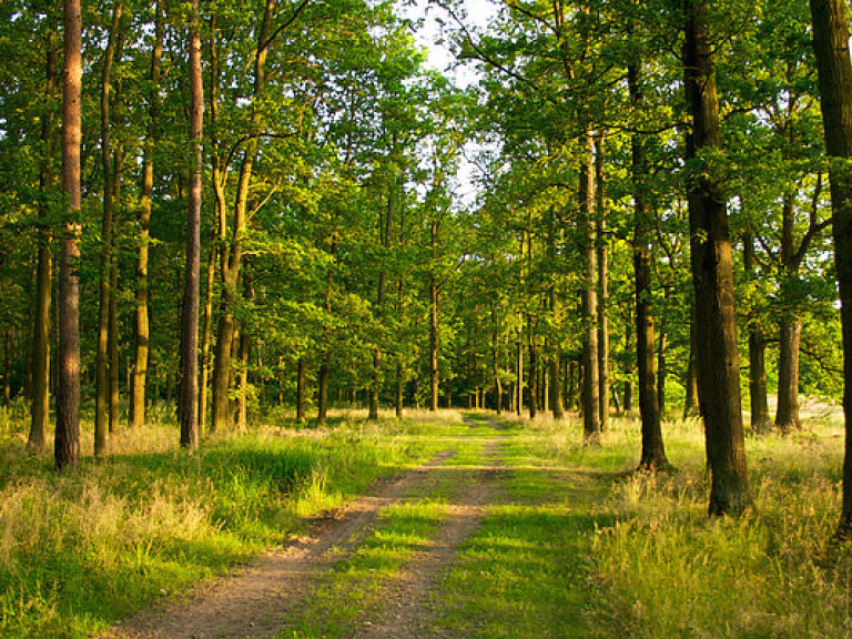 Украина и Австрия будут сотрудничать в управлении лесами