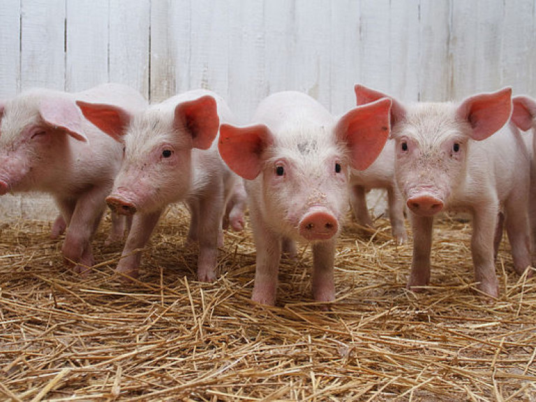 В Харьковской области на днях завершится карантин из-за чумы свиней – ОГА