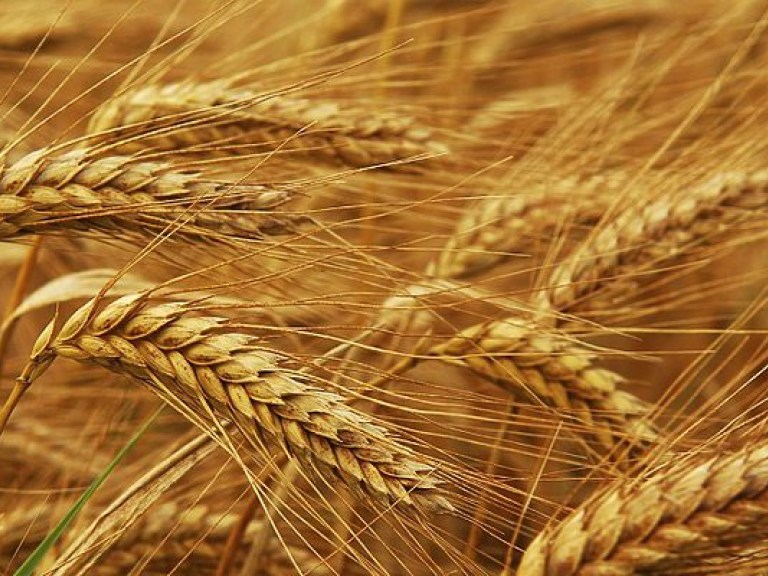 Украина экспортировала на внешние рынки 7,8 миллиона тонн пшеницы